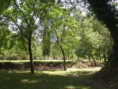 a bunch of trees that are in the grass