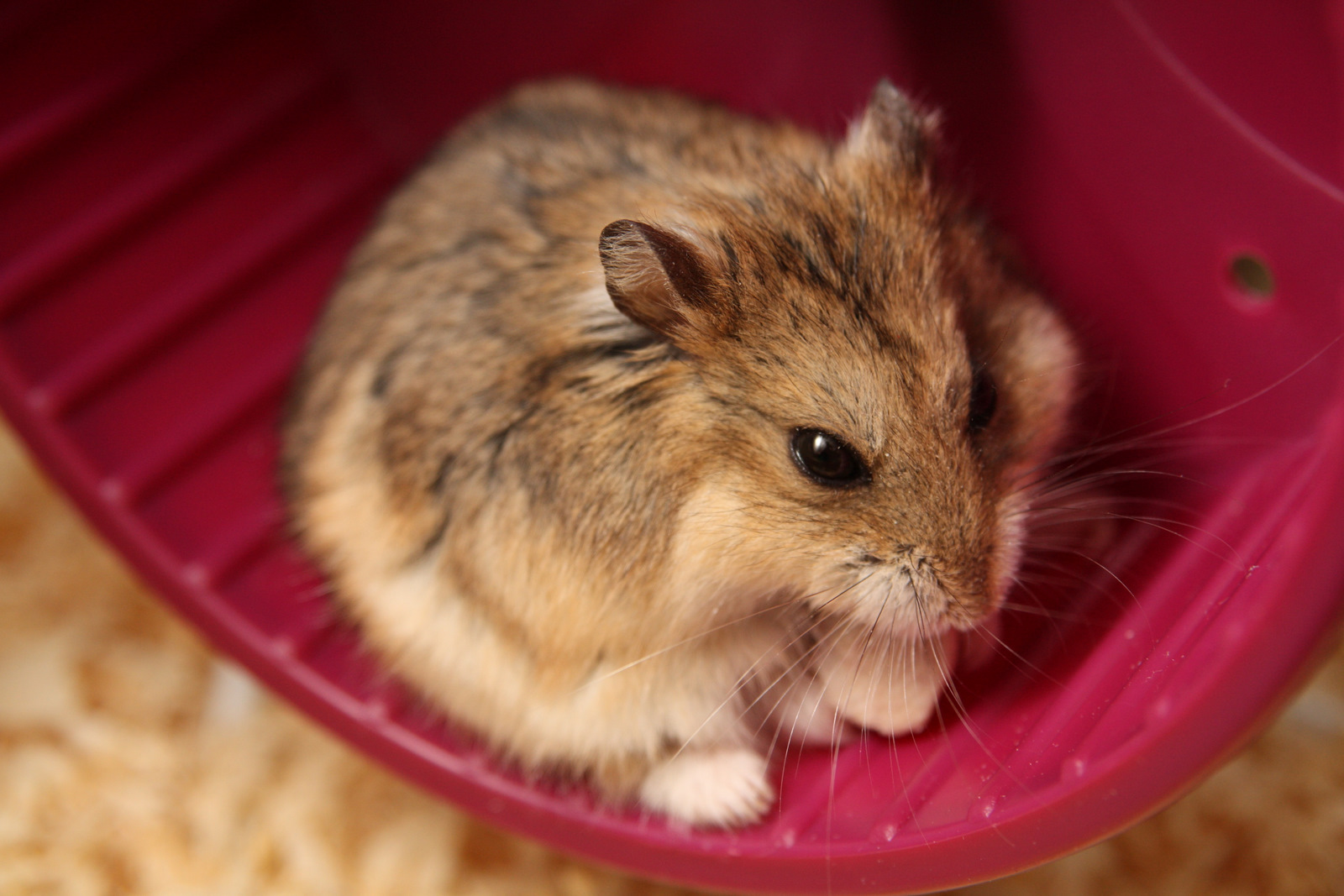 a hamster inside of a pink bin on the floor