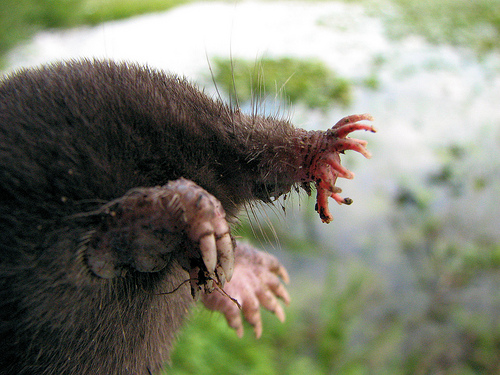 an animal with  on it's face in the grass