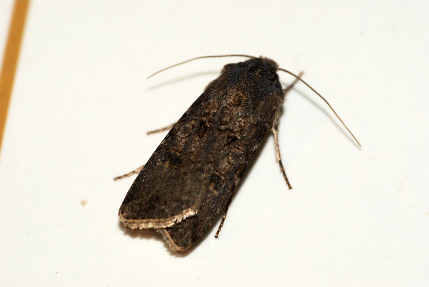 an image of a large moth on a table