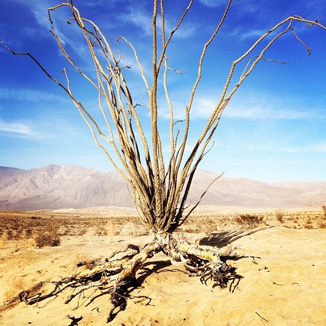 a dead tree is in the middle of a desert