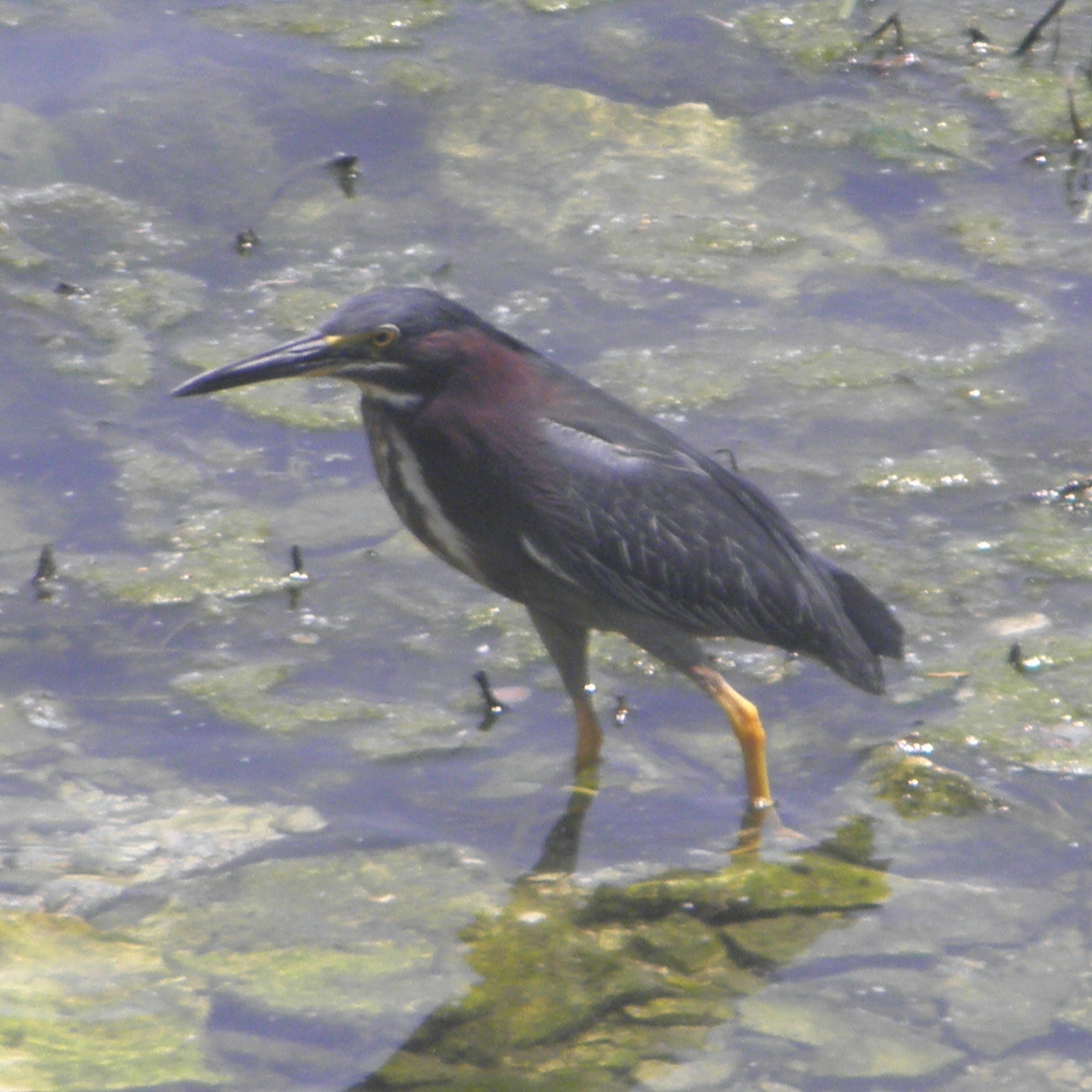 a bird standing in the water near algae