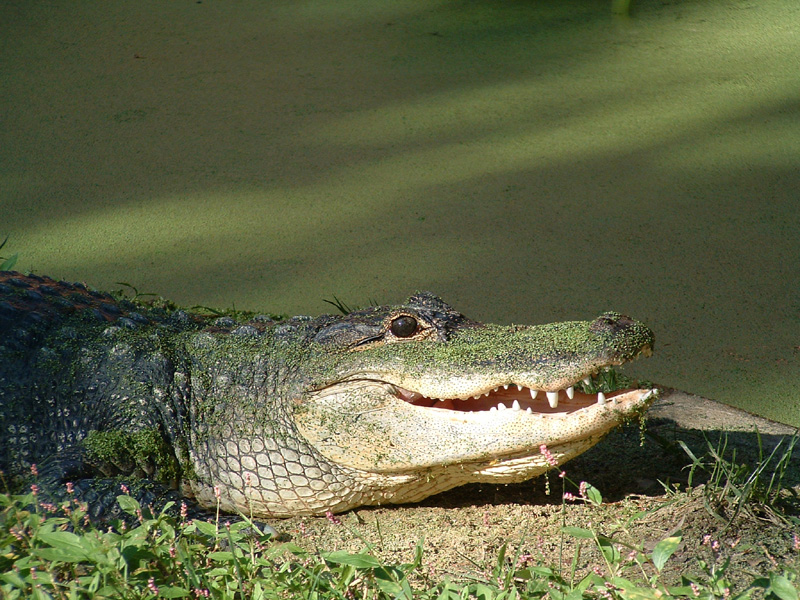 an alligator resting on the ground by itself