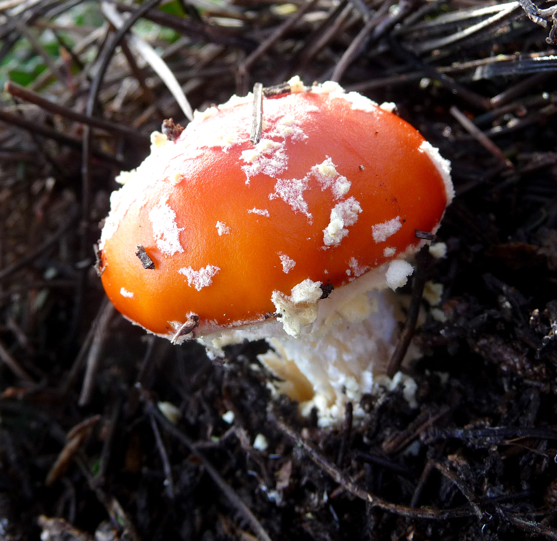 a close - up s of an amamea mushroom with white flecks