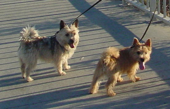 two dogs with collars on are on a leash