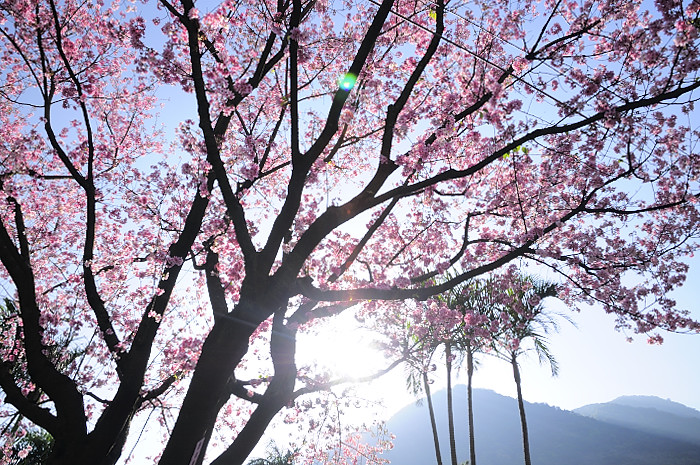 a pink tree on a sunny day with mountains in the background