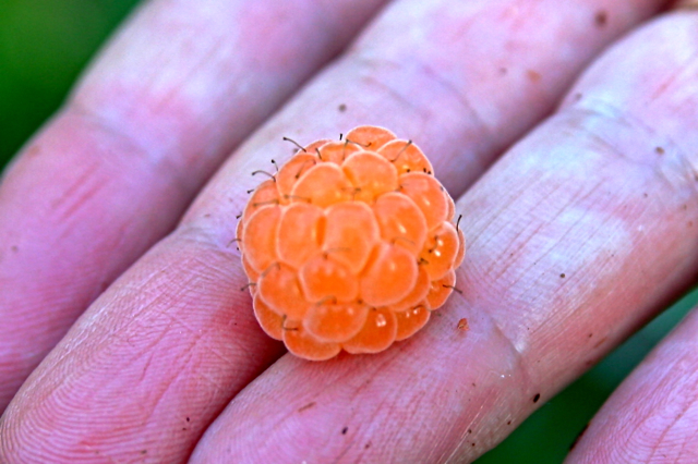 small orange fruit sitting on the palm of someones hand