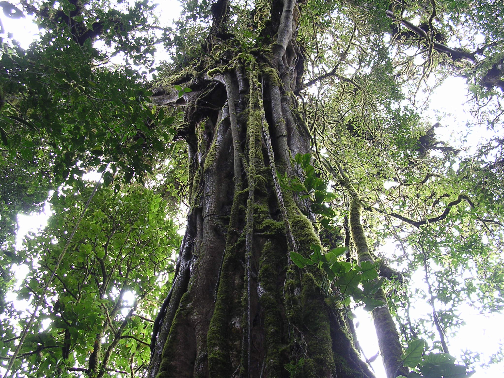 the tree is tall with a lot of foliage