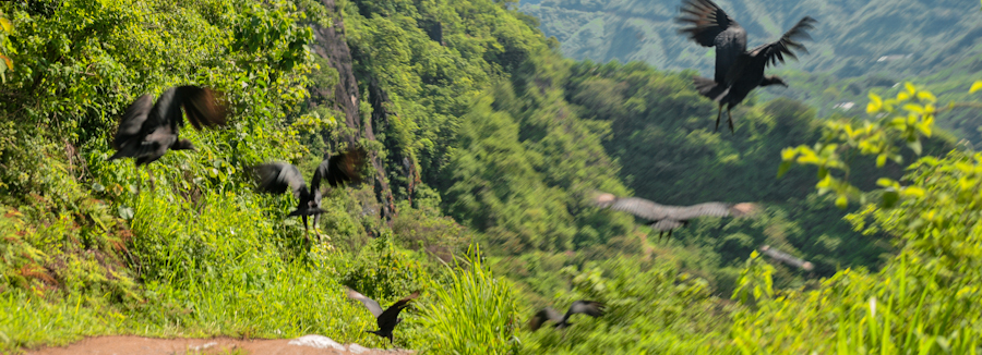 a flock of birds flying in the sky near some mountains