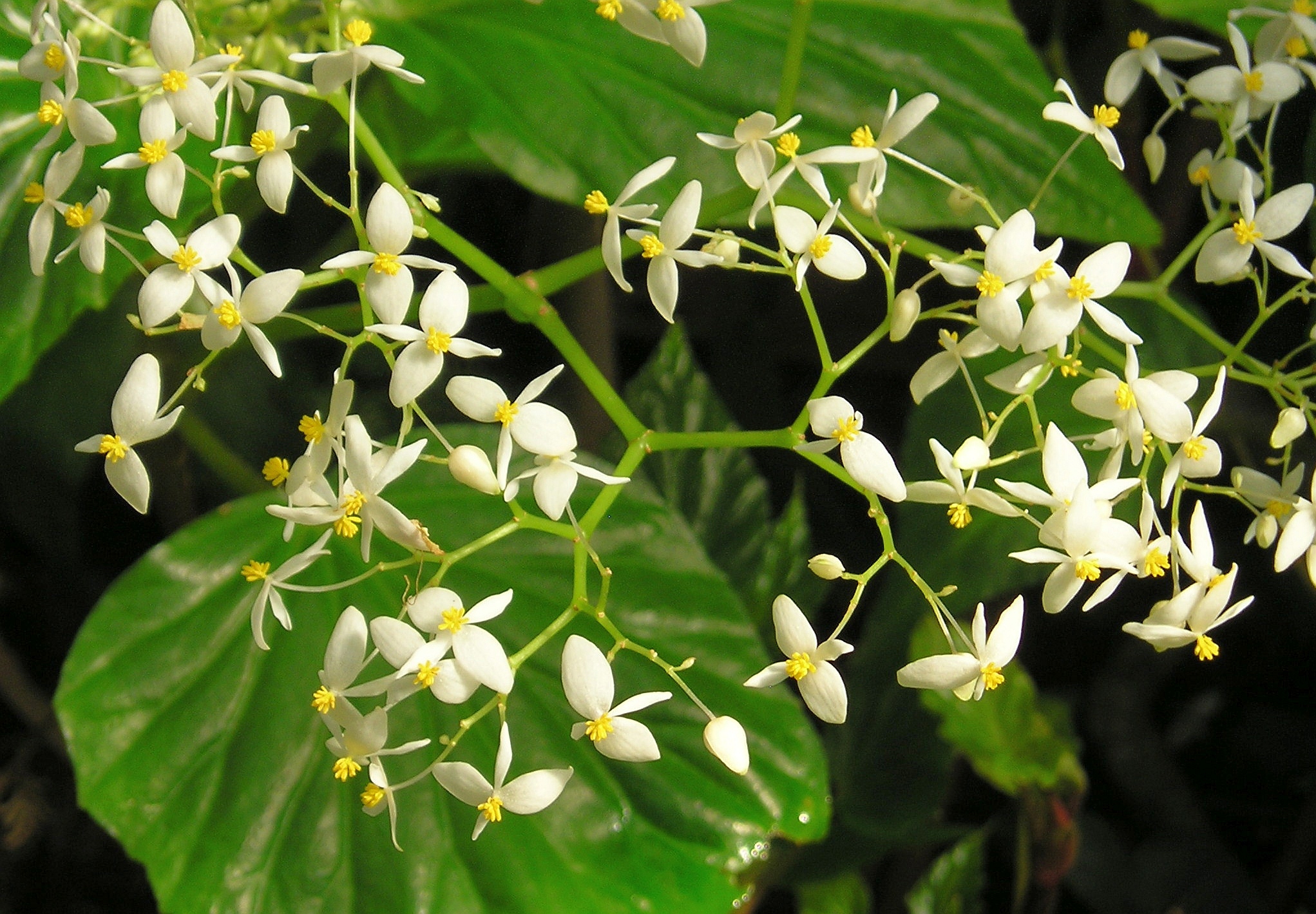 white flowers on the top of the plant