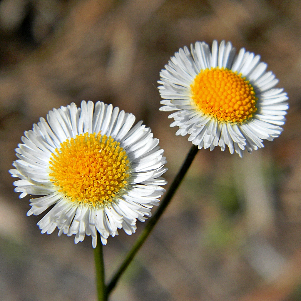 two daisy buds are in the foreground with a blurry background
