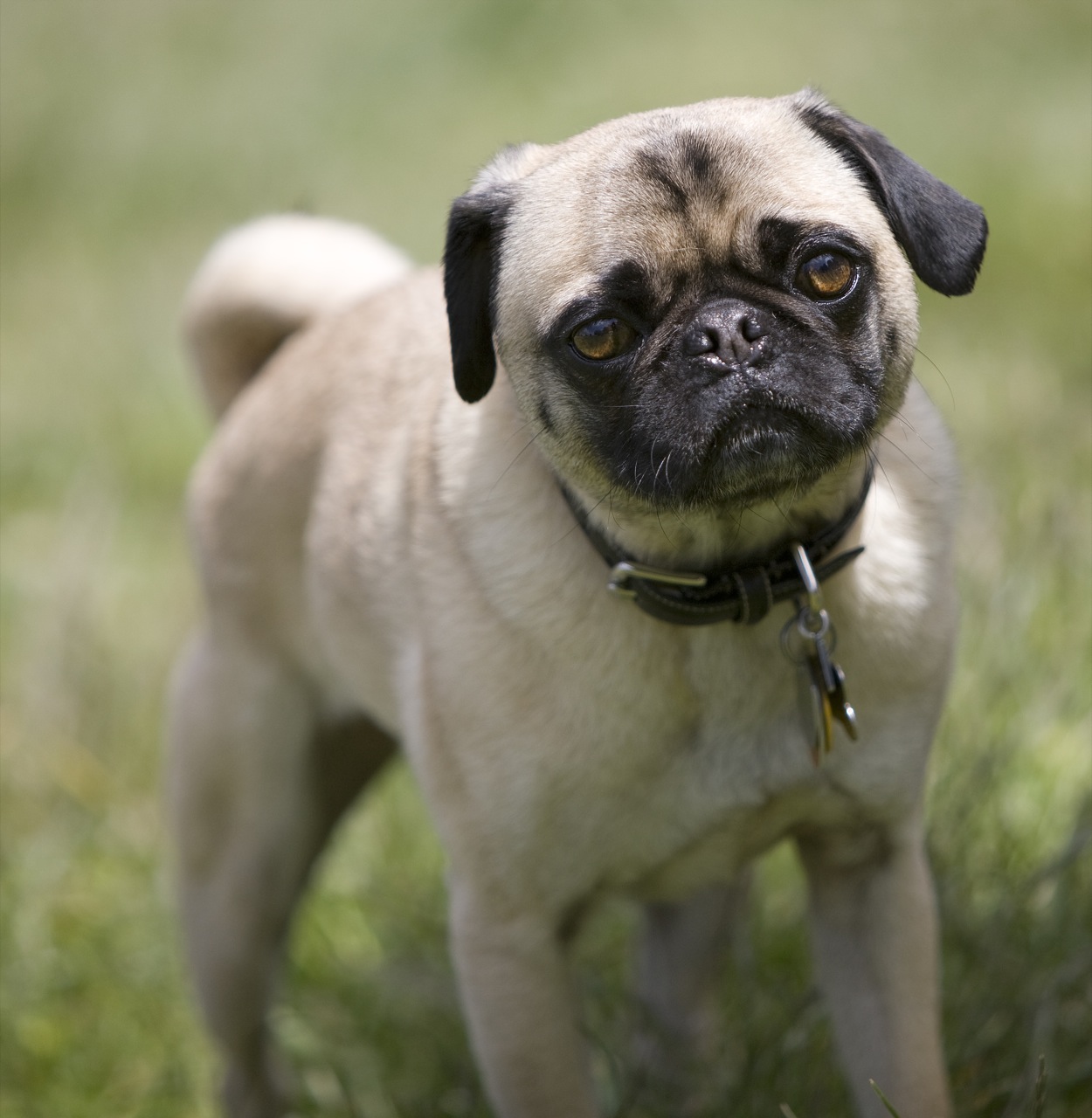 a pug dog standing in grass looking at soing