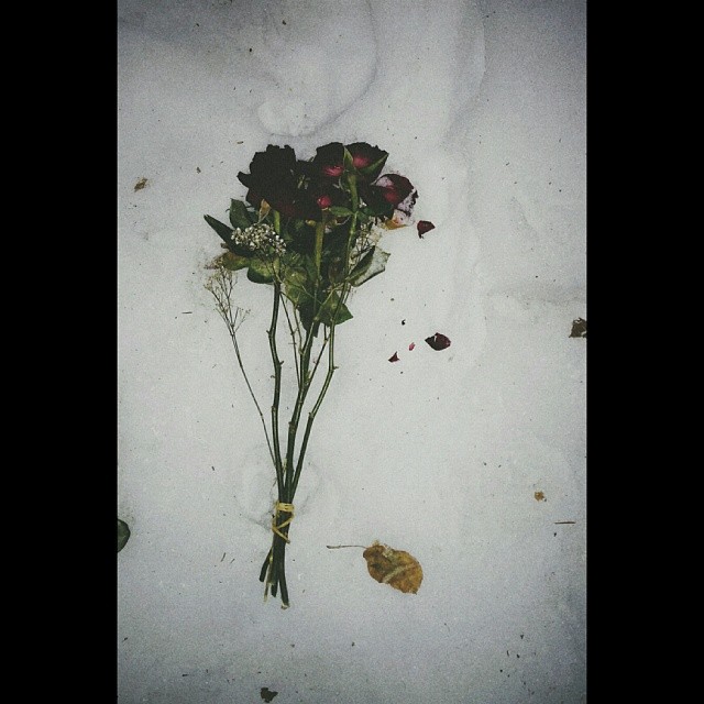 there are purple and yellow flowers lying in the snow
