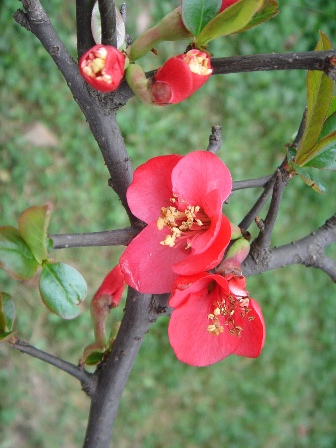 some flowers on the nch of a tree