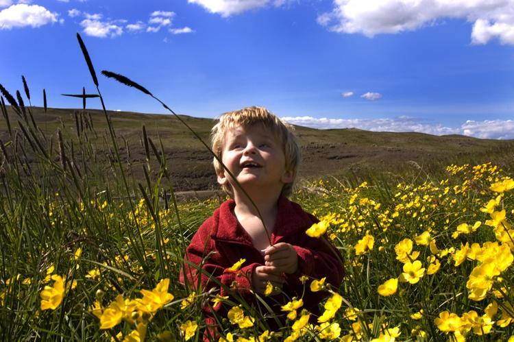 young child sitting in a field full of yellow flowers