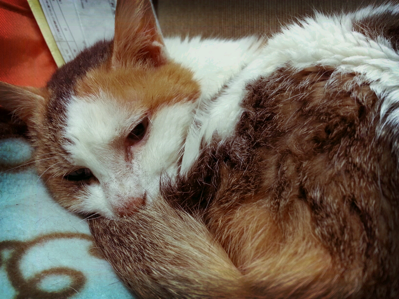 a brown and white cat sleeps on a blue and orange blanket