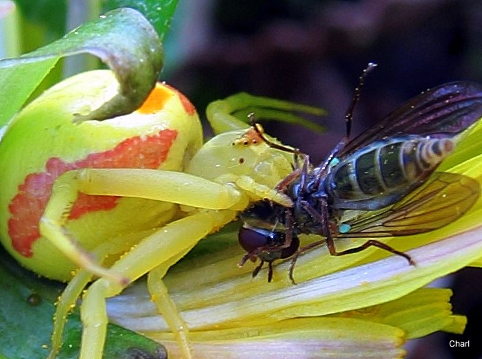 two large, black flies are feeding on a yellow flower