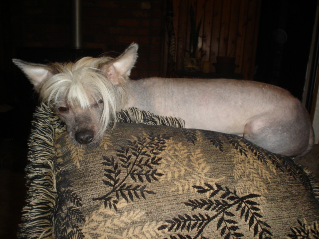 a sphydera hairless dog lies on the arm of a chair