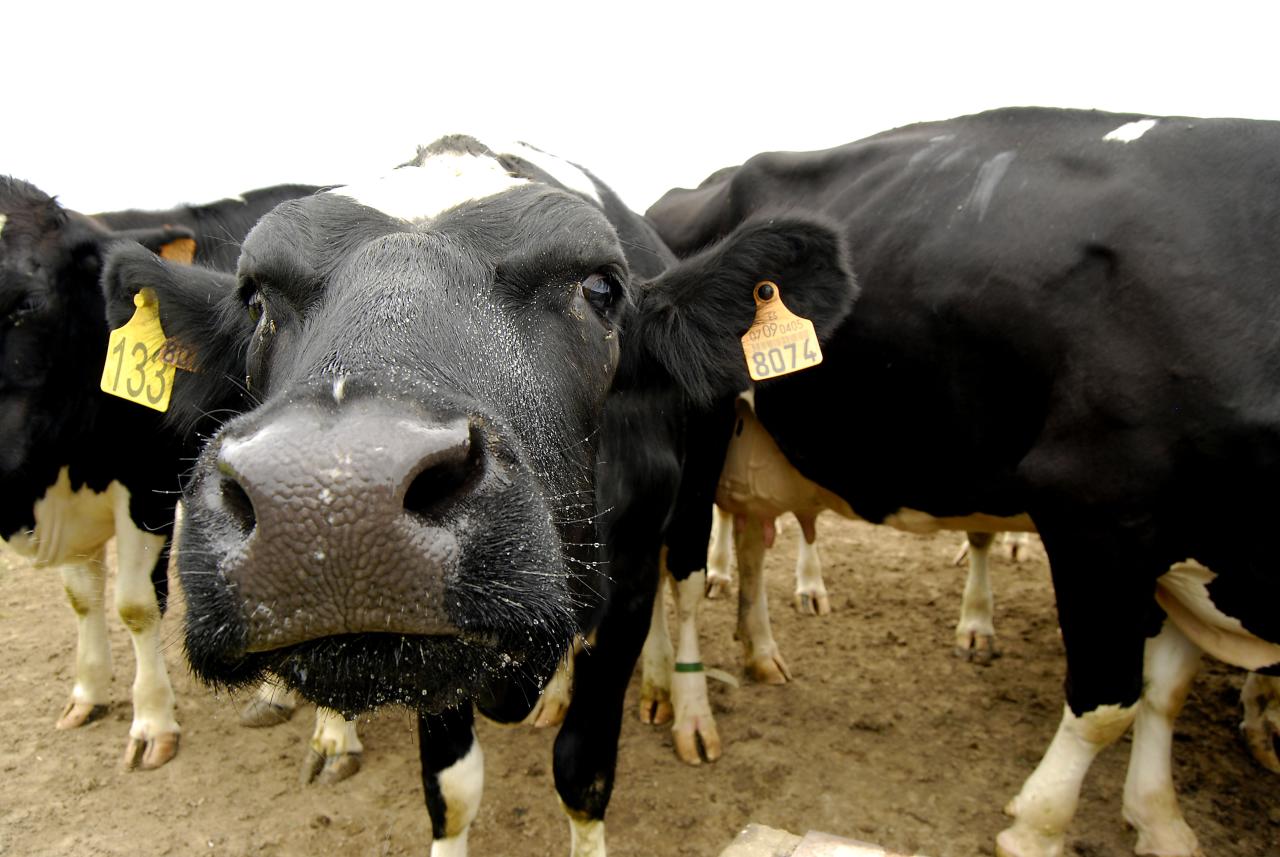 a herd of cattle in dirt with tags on their ears