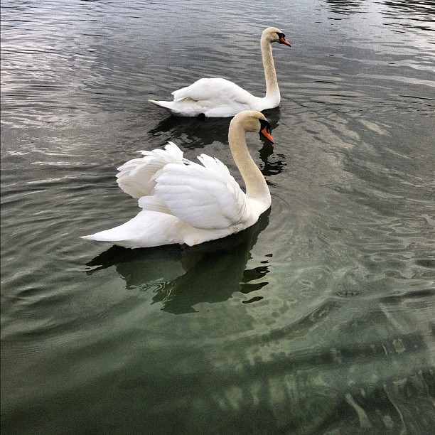 two swans floating in a body of water