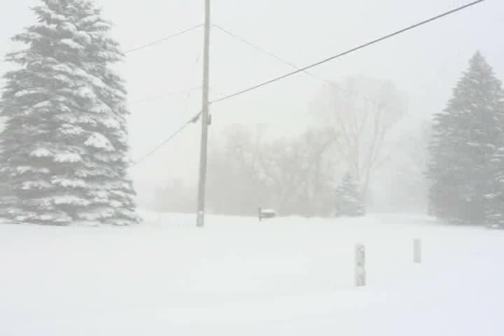 some trees in the snow outside by a telephone pole