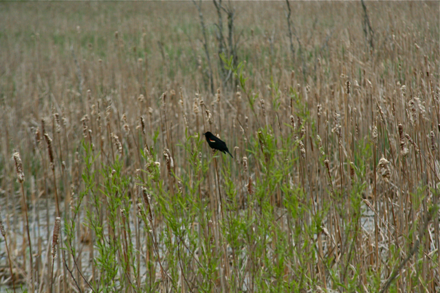 a single black bird perched on top of dry grass