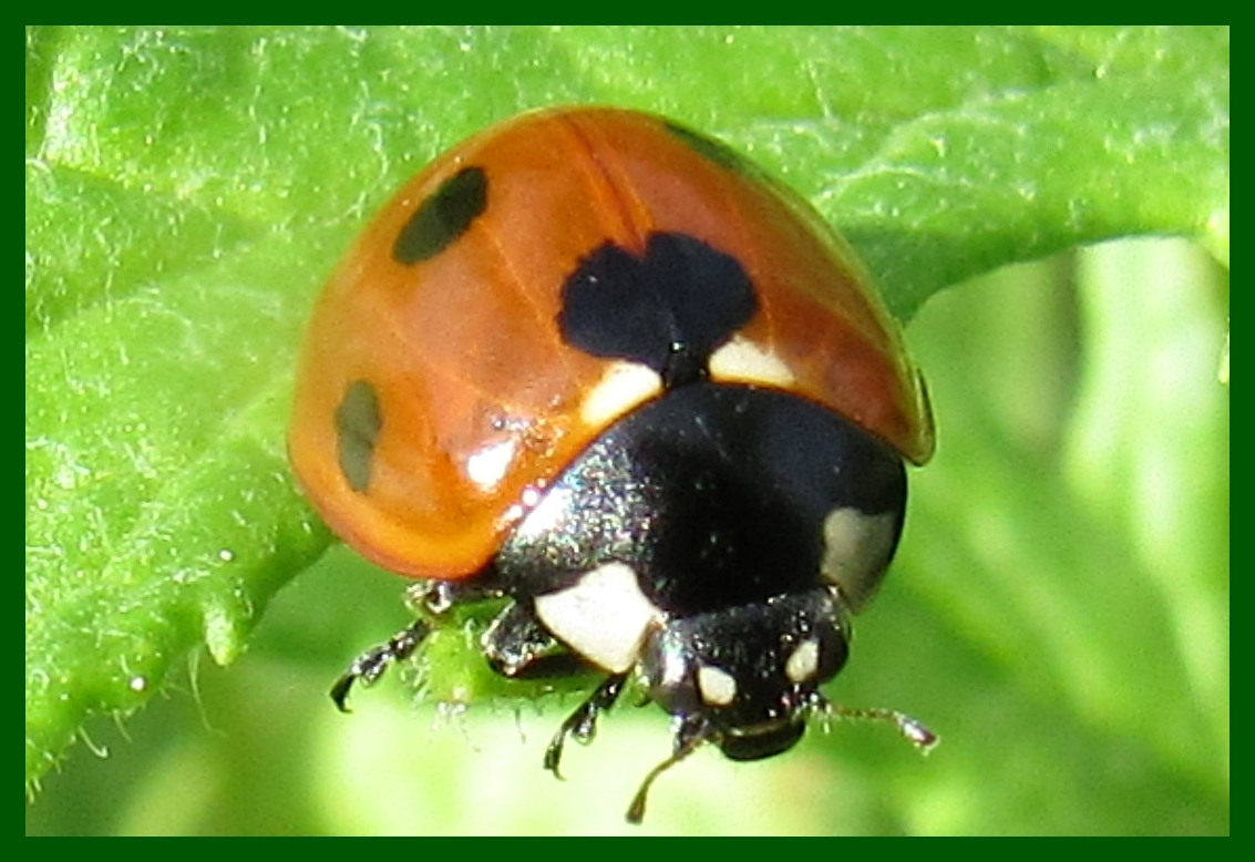 a black and orange bug sits on a leaf