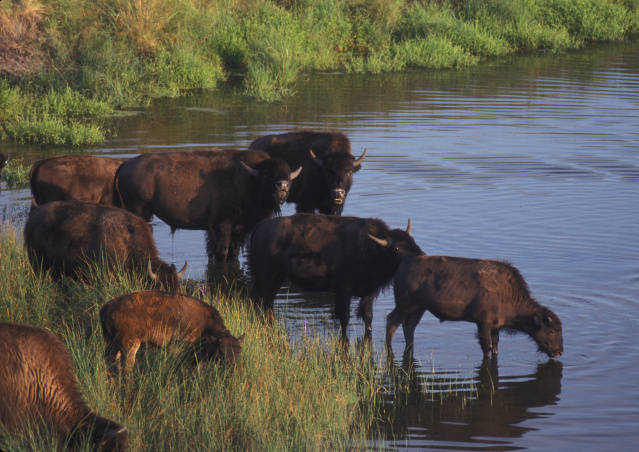 many buffalo are walking into the water together