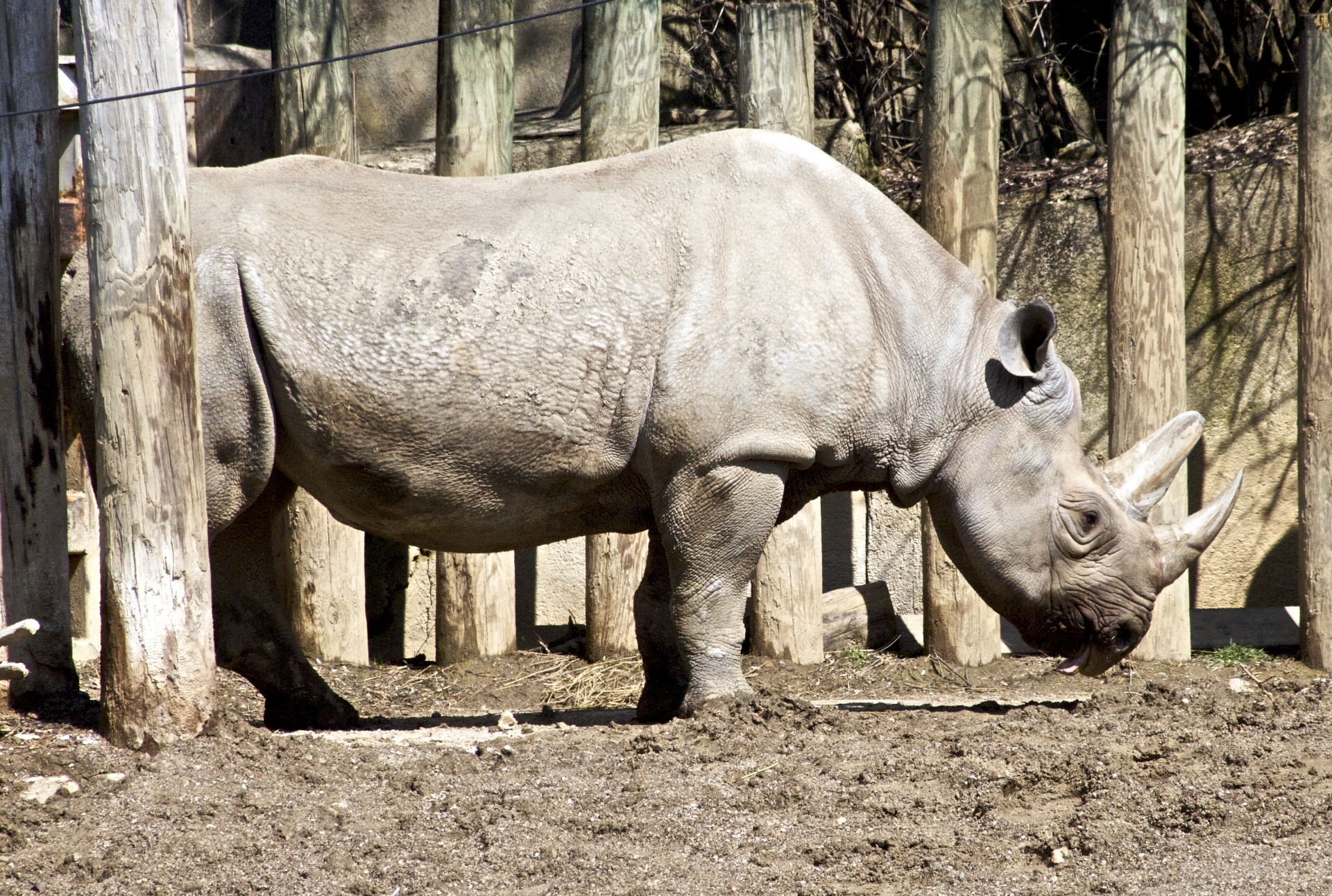 the rhino is standing in his pen and eating some dirt