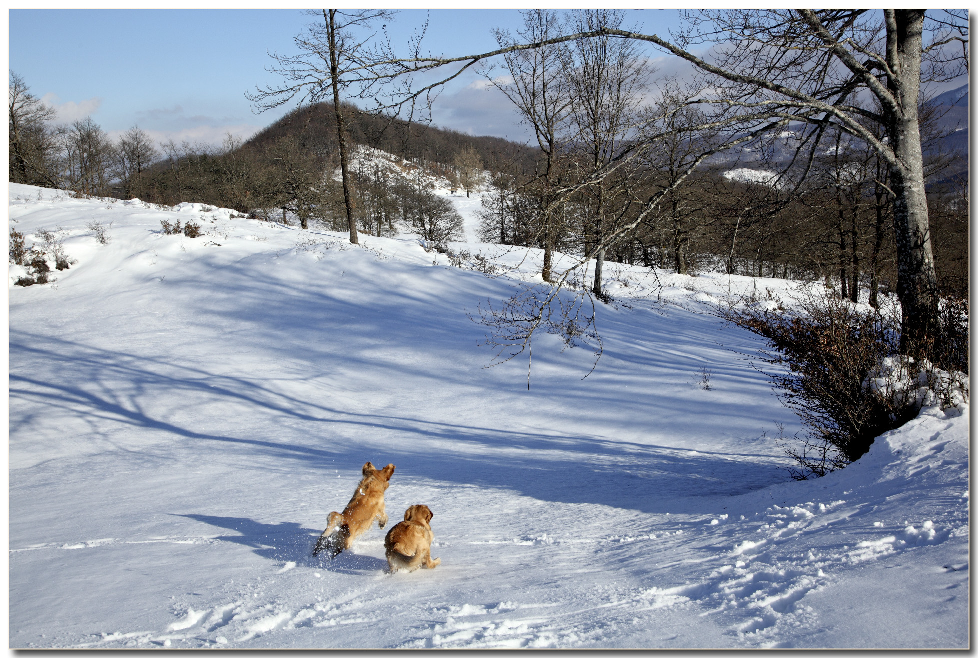 two dogs standing in the snow in the winter