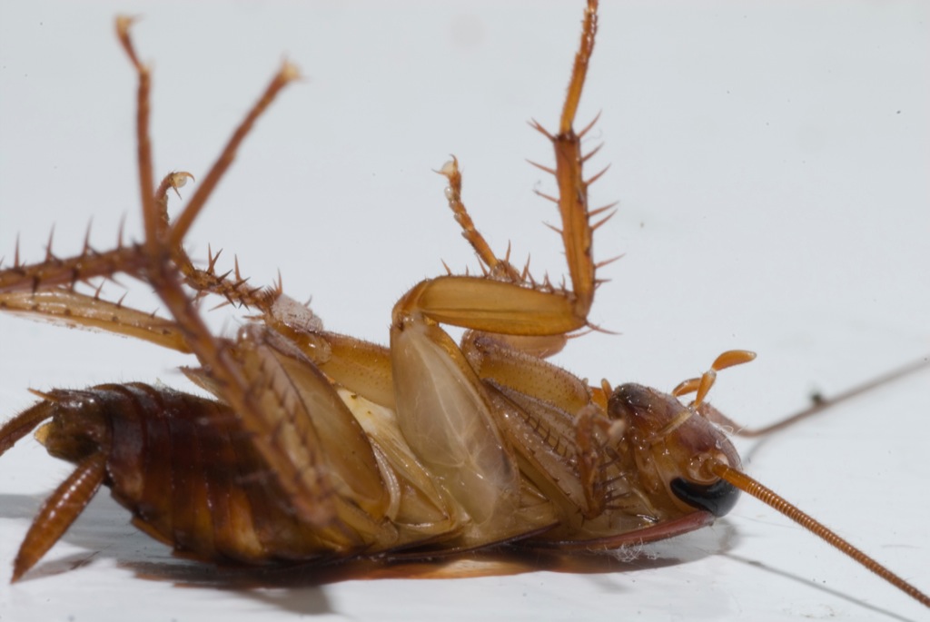 a bed bug with very small hair on its back