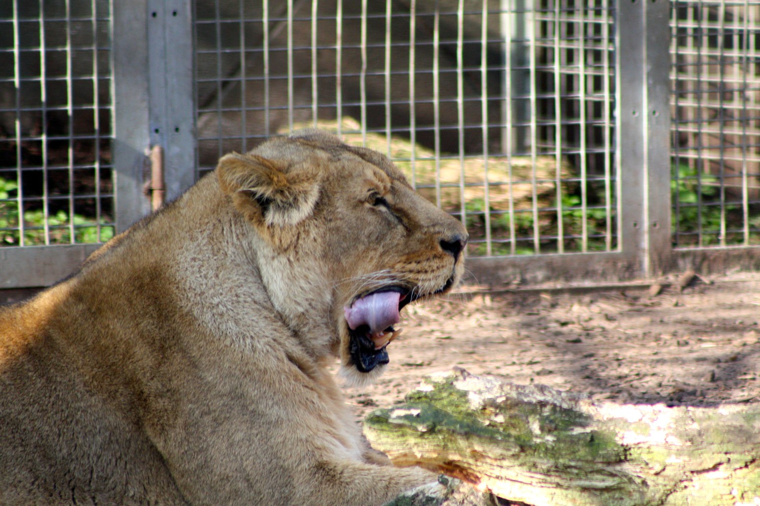 a male lion with open mouth is sitting in his enclosure