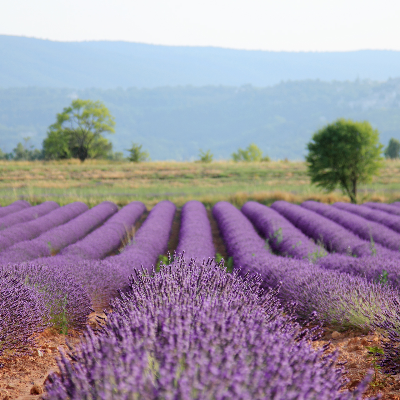 a field full of purple lavenders and trees