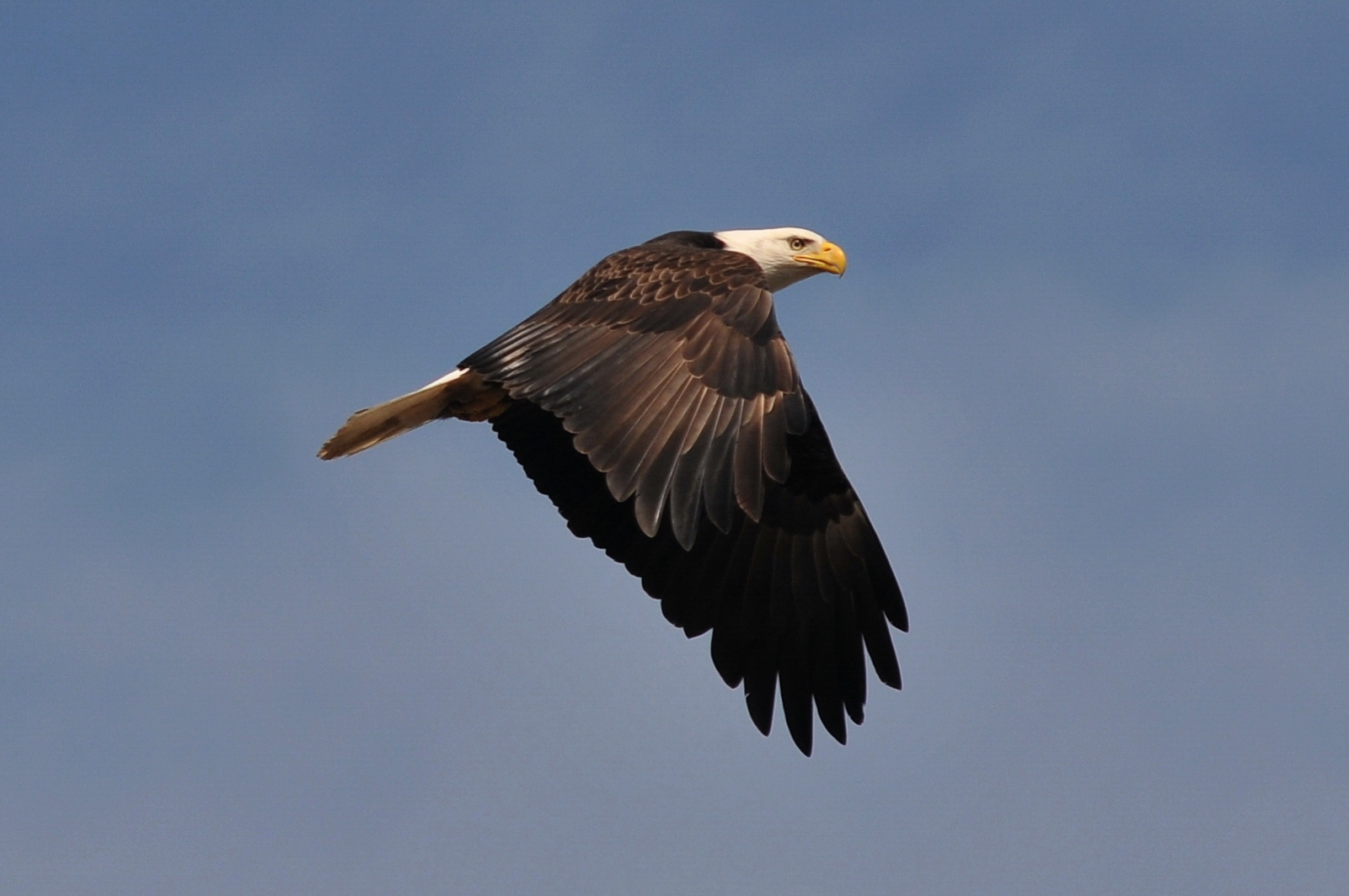 a black bird flying in the air on a sunny day