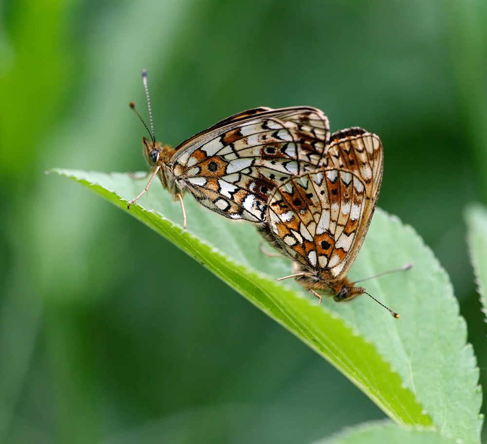 two brown and white erflies sitting on top of a green leaf