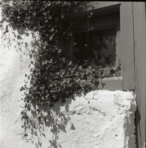 black and white pograph of vines growing on the outside wall