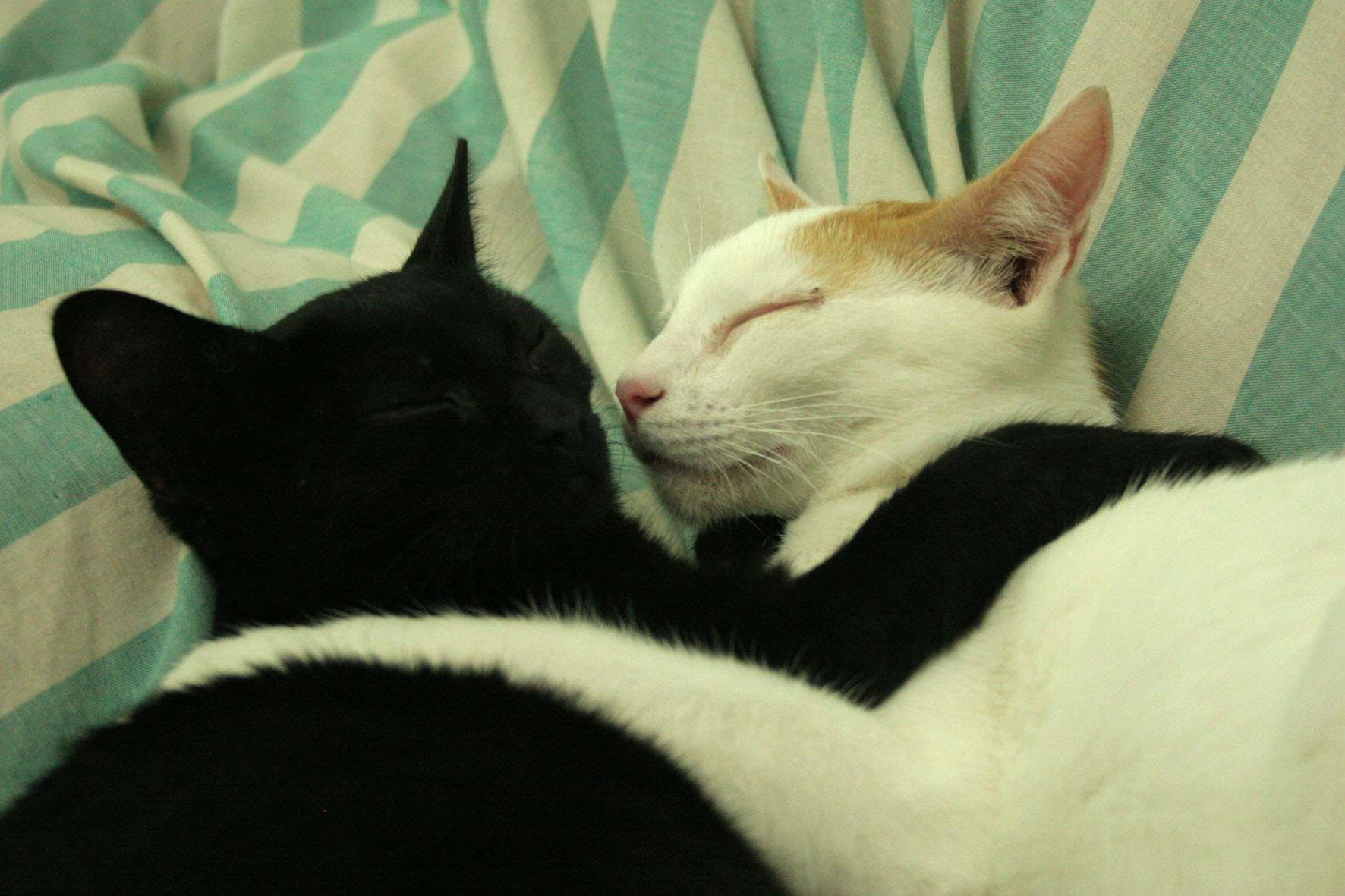 two black and white cats snuggling with each other