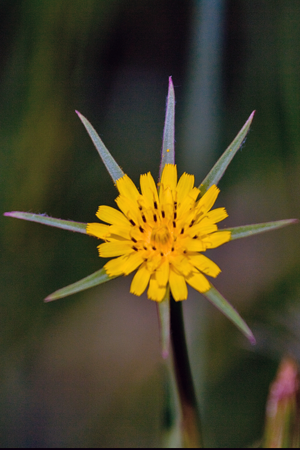 the yellow flower with very thin stem stands out against the dark background