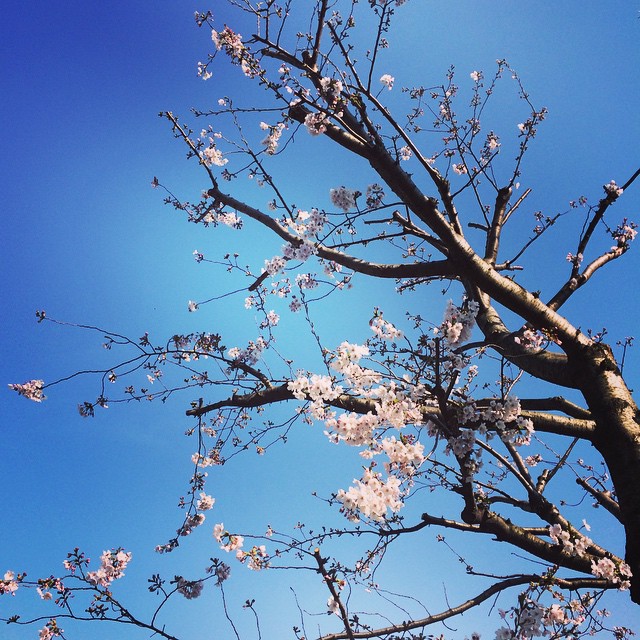 nches and leaves in a bright blue sky, with little pink flowers