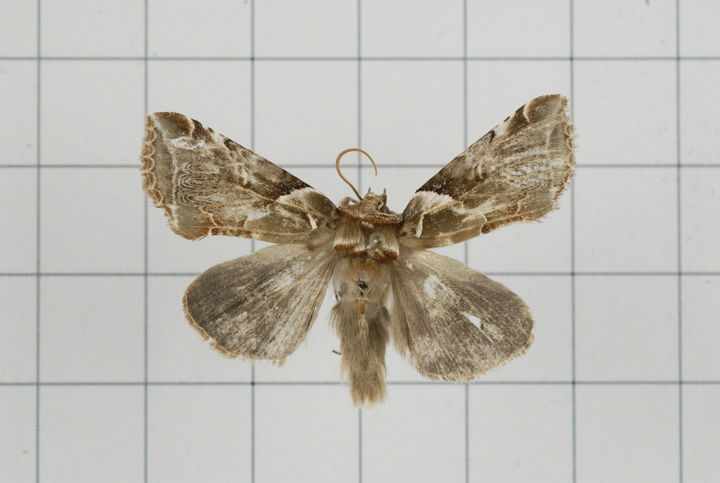 a brown and white moth on a white tiled wall