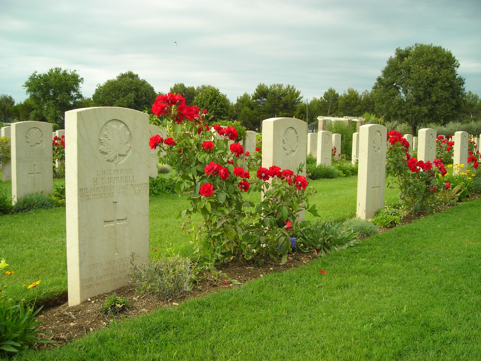 the headstones at a cemetery are decorated with red flowers