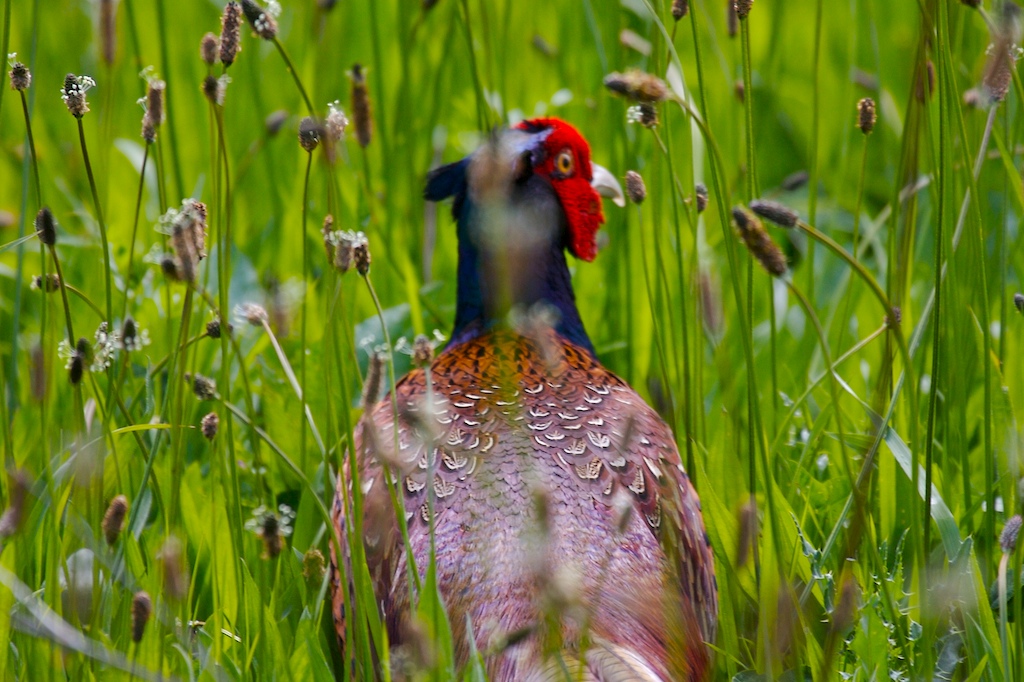 a bird in the grass and some flowers