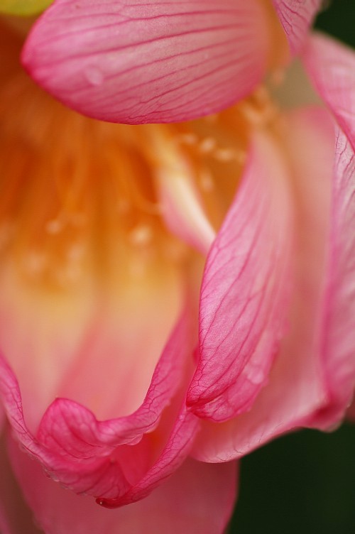 close up view of pink flower with leaves