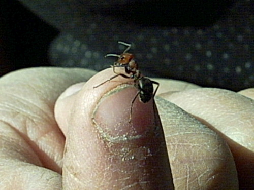 there is a tiny spider on someone's fingers