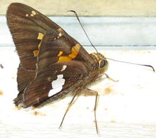 closeup view of a brown erfly on a window sill