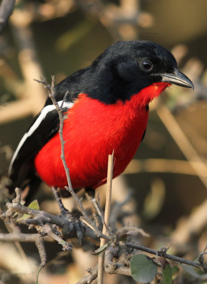 a small black and red bird sits on a twig