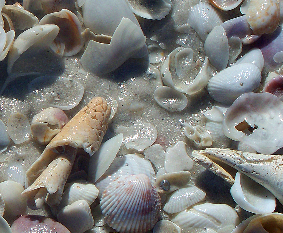 a bunch of seashells laying on the sand