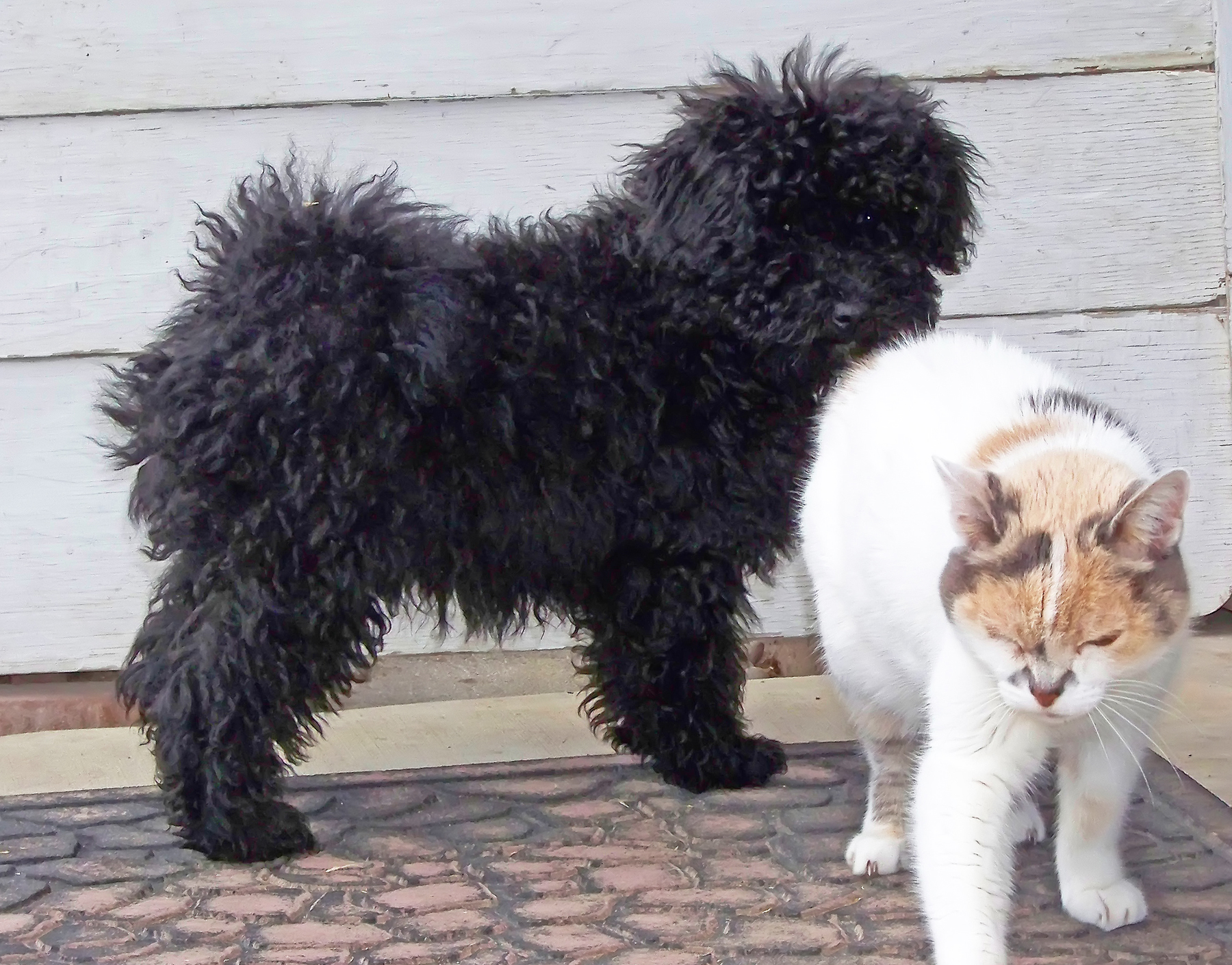 a cat and a black dog that are standing on a porch