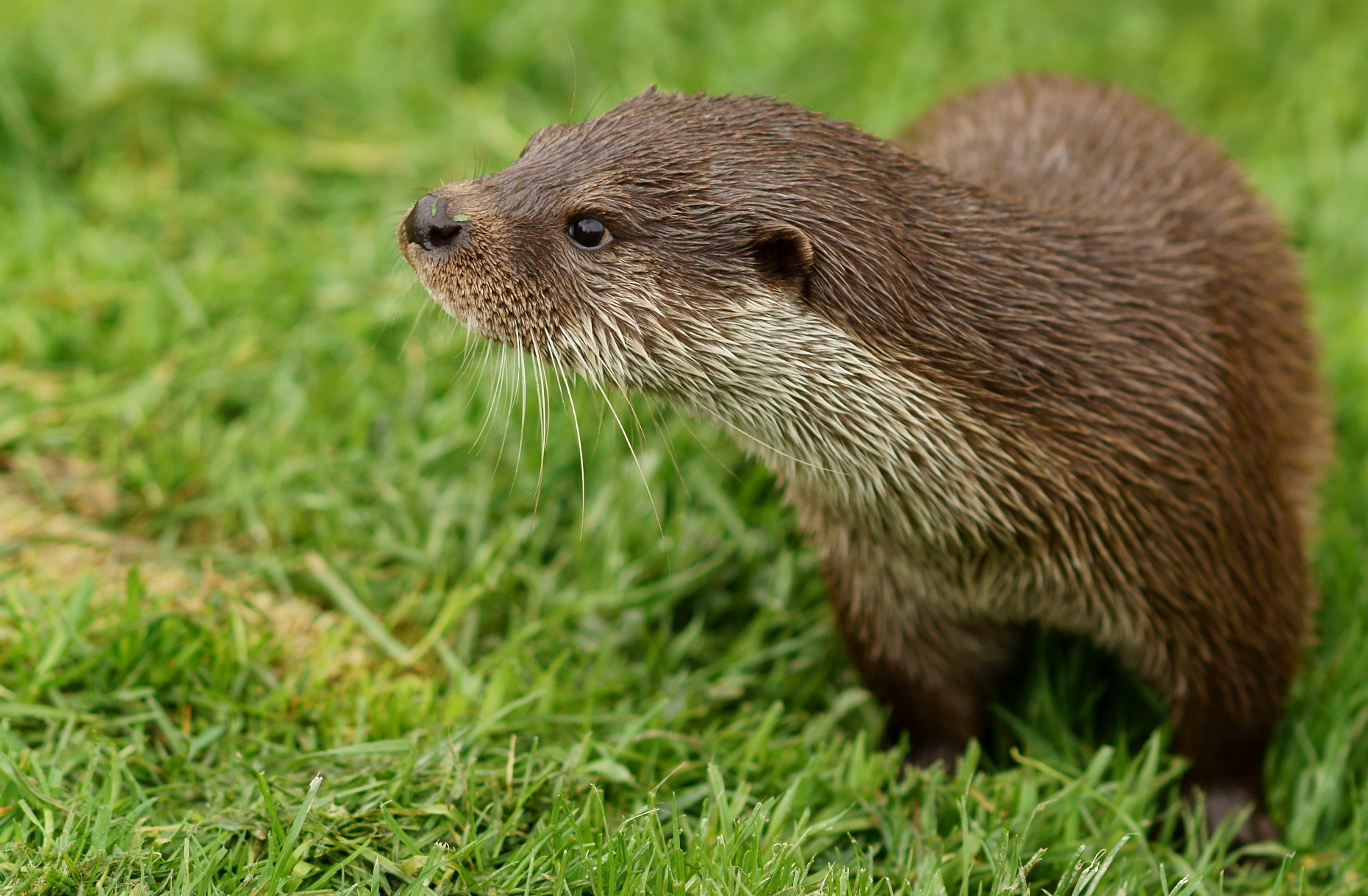 a wet animal is standing in the grass