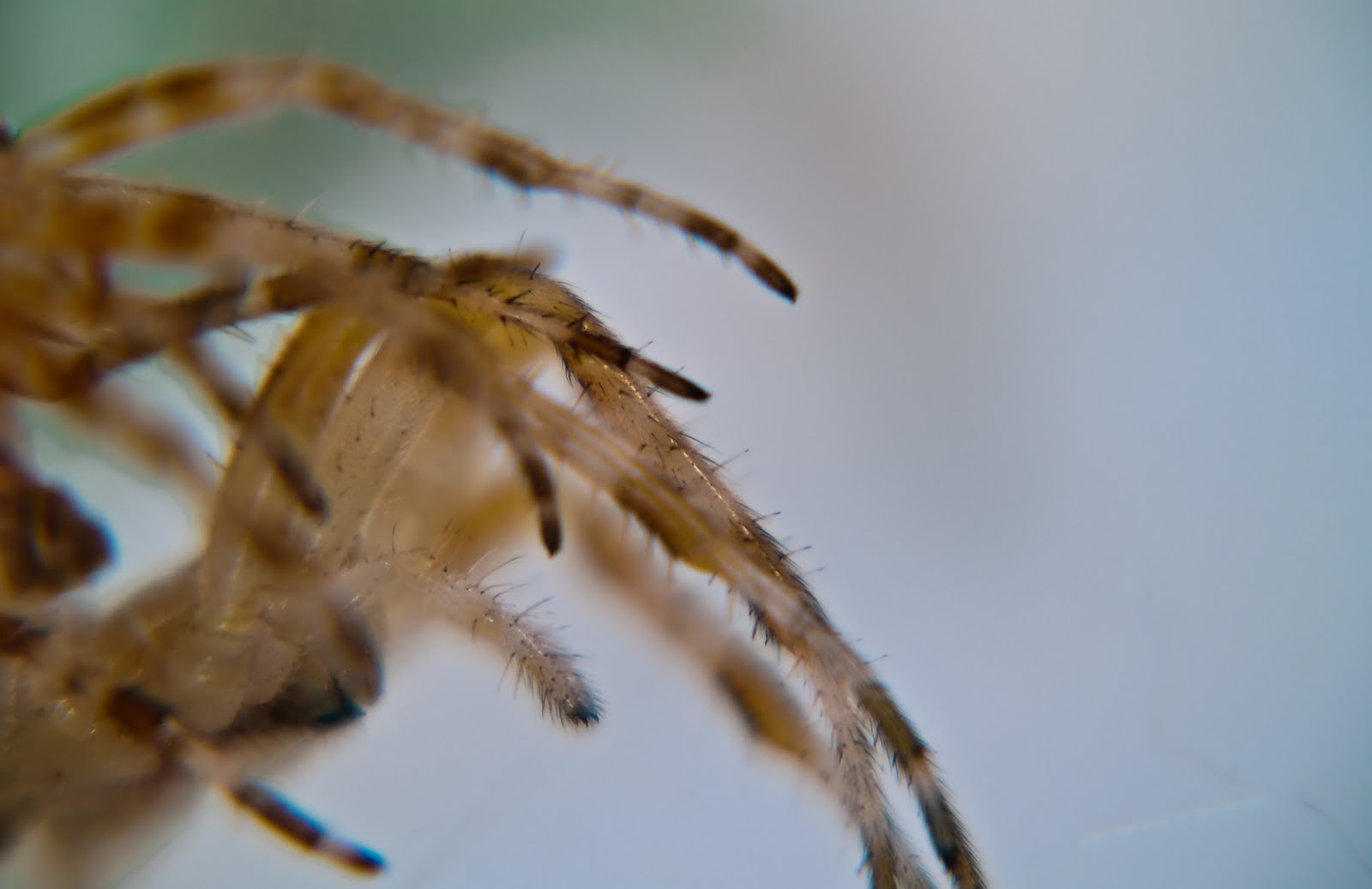 a close up picture of a small spider